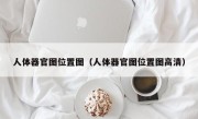 人体器官图位置图（人体器官图位置图高清）