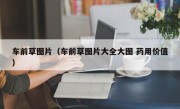 车前草图片（车前草图片大全大图 药用价值）