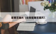 罂粟花图片（北极罂粟花图片）