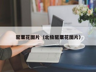 罂粟花图片（北极罂粟花图片）